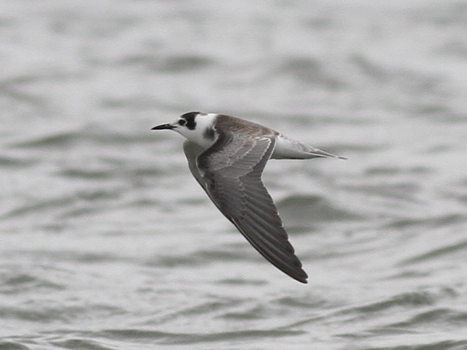 Black Tern - Dermot Breen