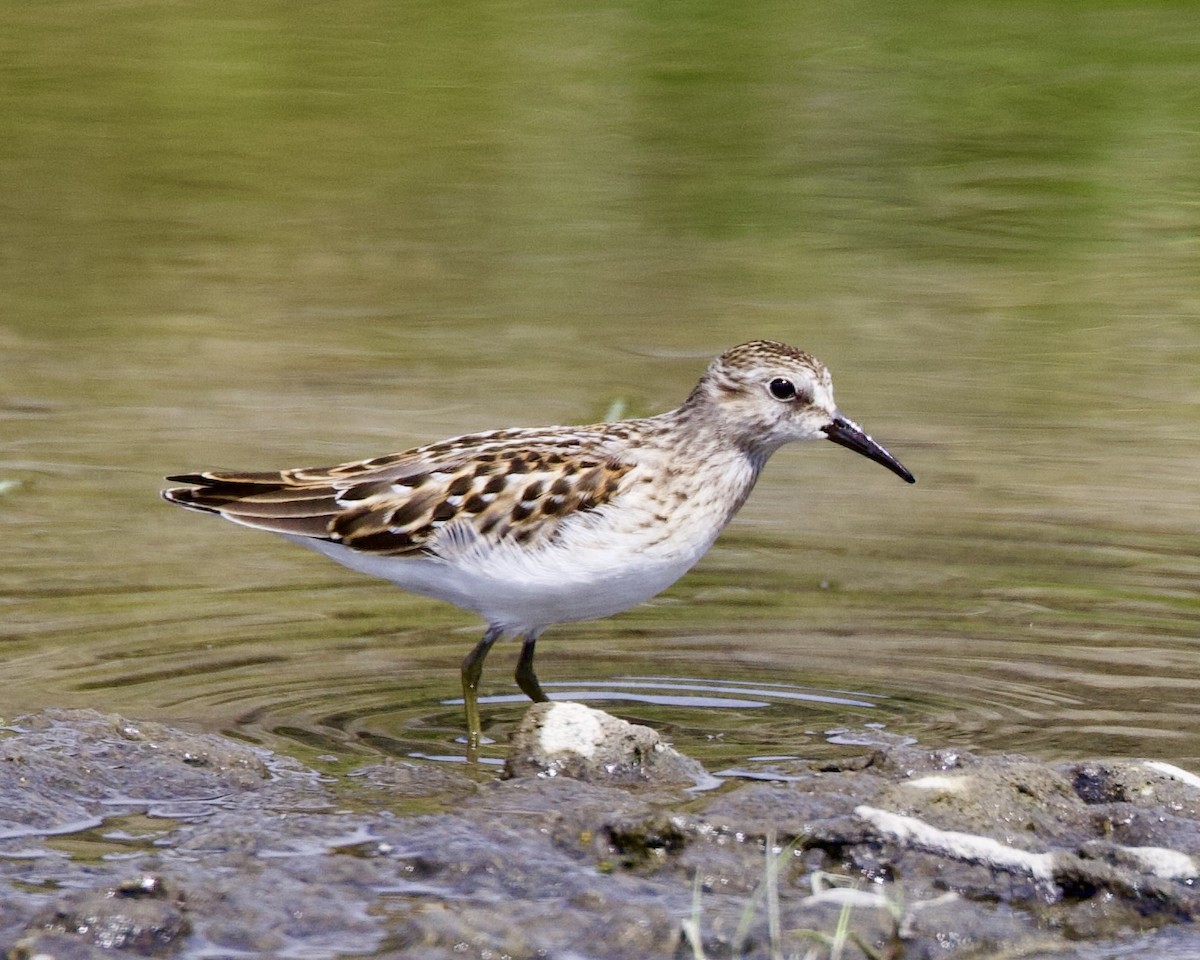 Least Sandpiper - ML482602351