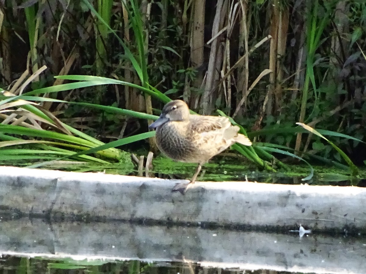Blue-winged Teal - ML482602421
