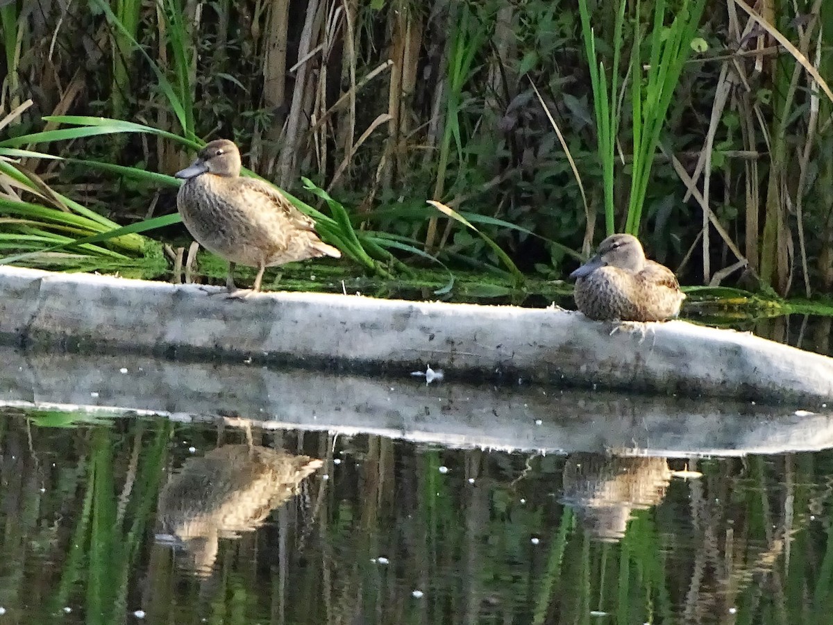 Blue-winged Teal - ML482602431