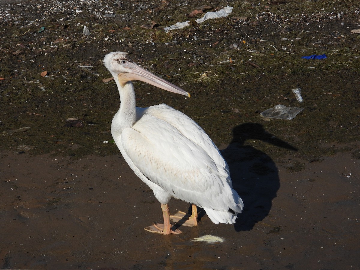 American White Pelican - ML482603461