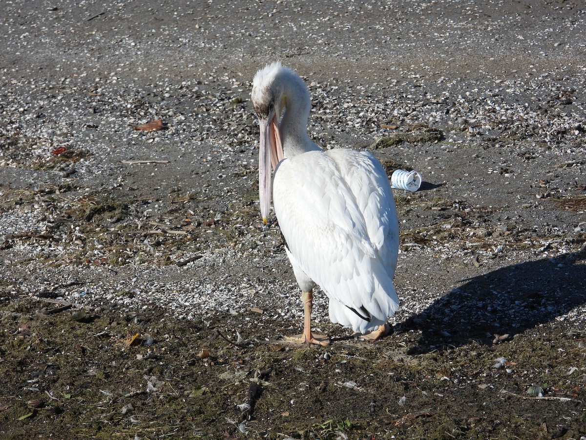 American White Pelican - ML482603741