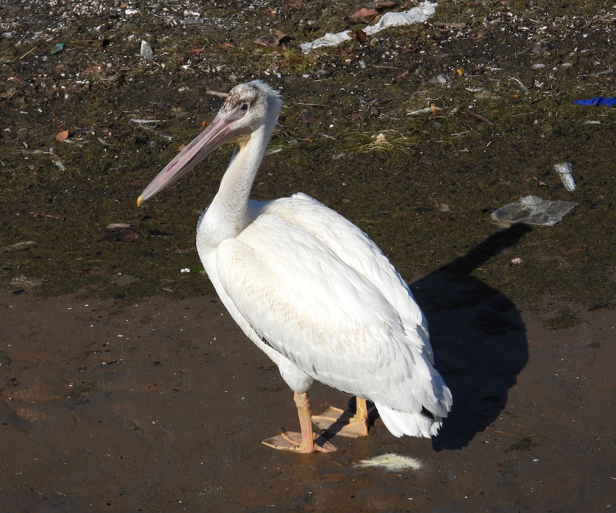 American White Pelican - ML482604451