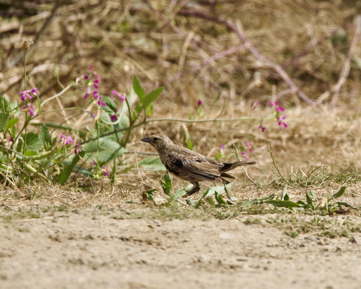 Brown-headed Cowbird - ML482604531