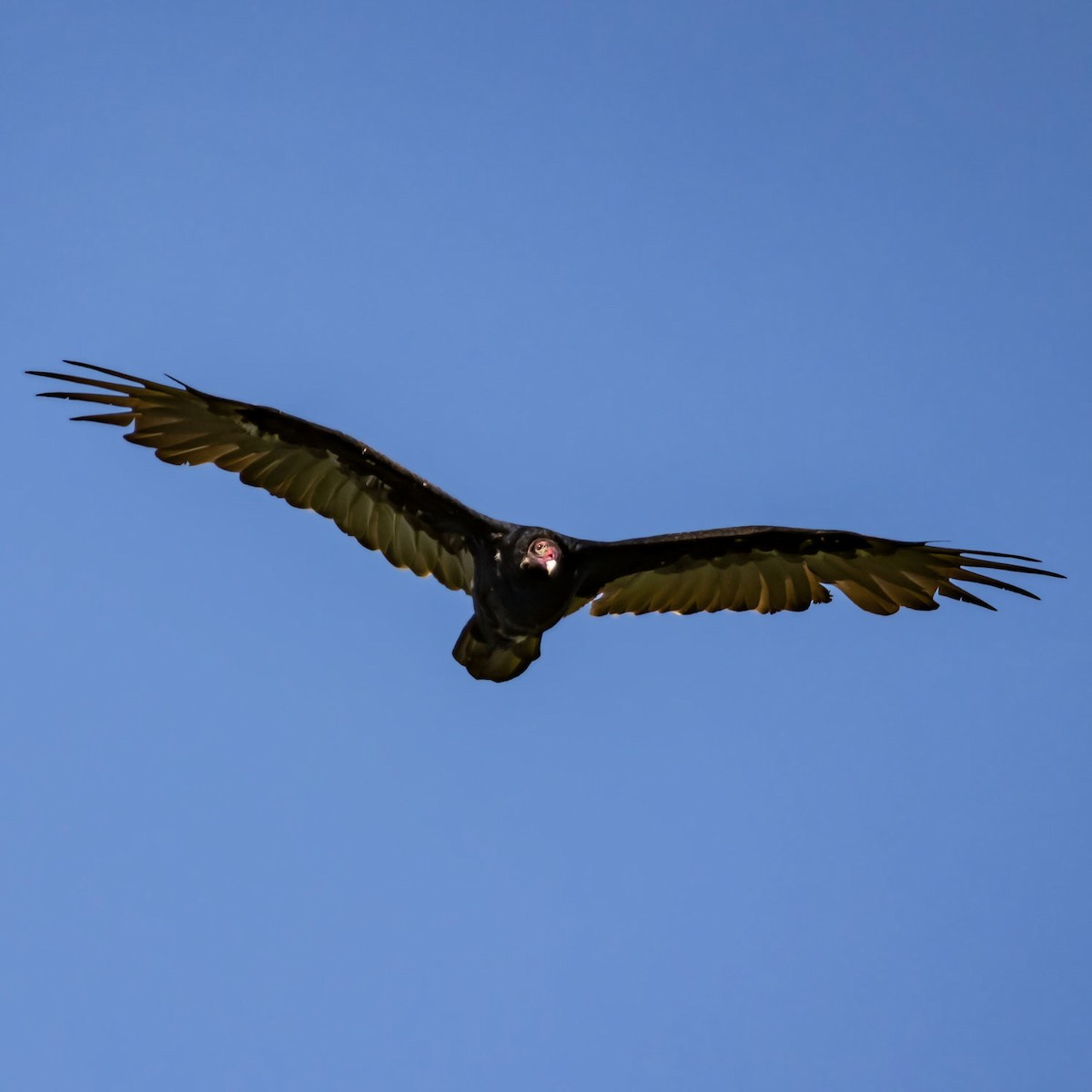 Turkey Vulture - ML482605681
