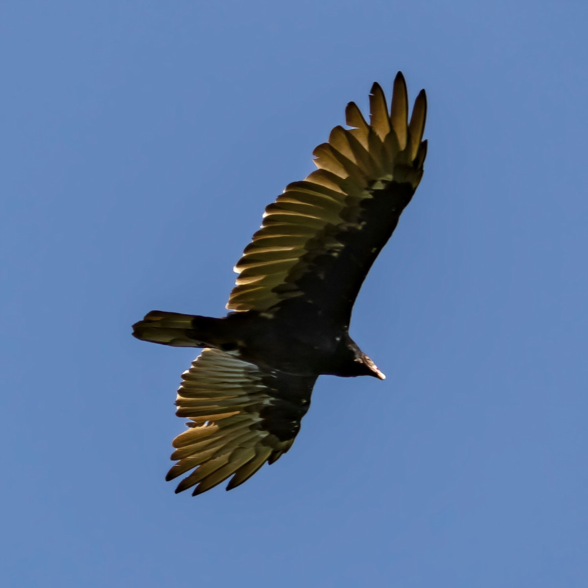 Turkey Vulture - ML482605691