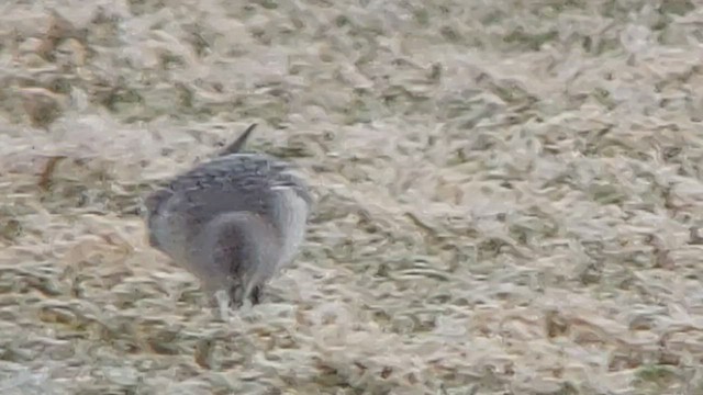 Curlew Sandpiper - ML482606451