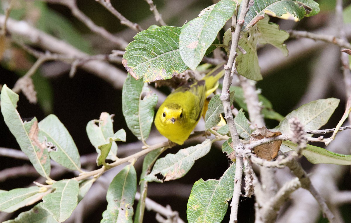 Wilson's Warbler - Dave Bengston