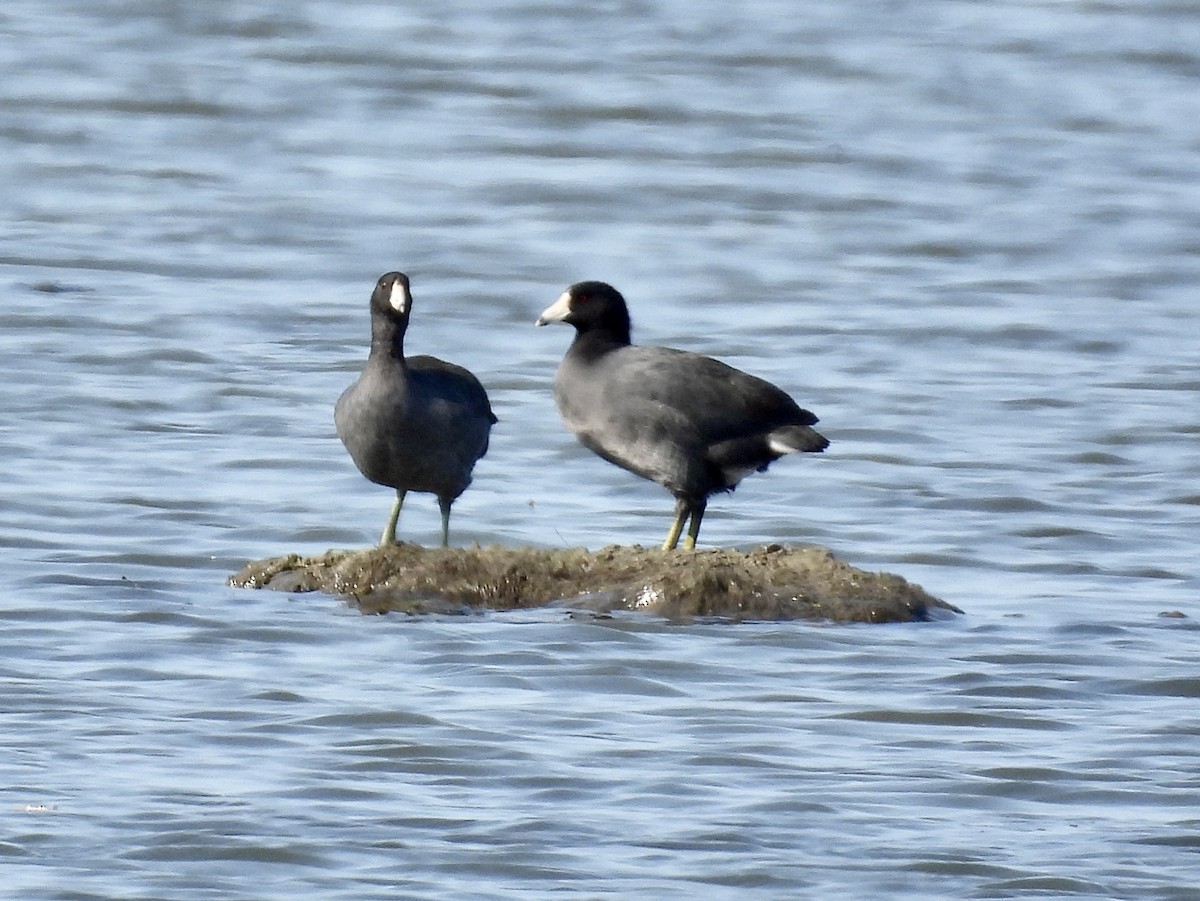 American Coot - ML482607991