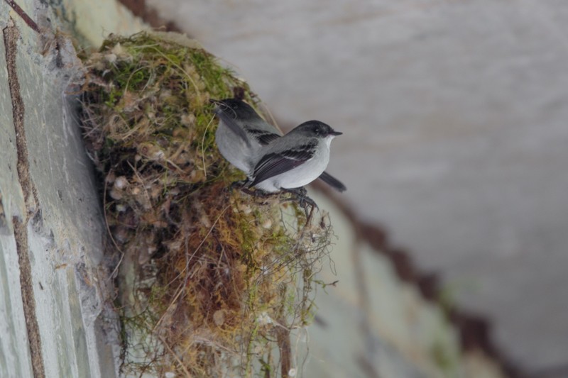 Torrent Tyrannulet - ML48260881