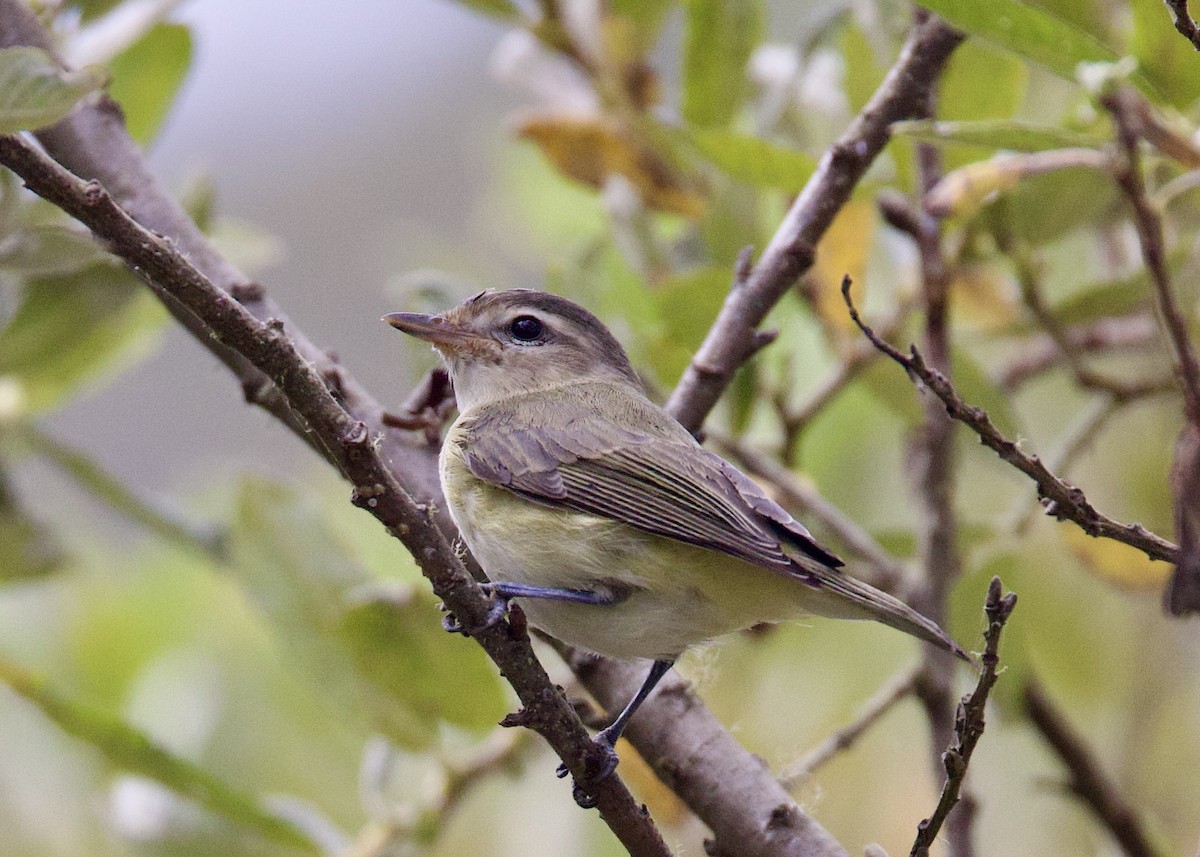 Ötücü Vireo - ML482609021