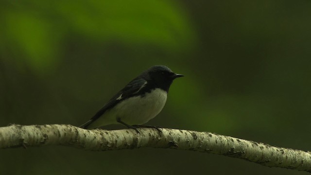 Black-throated Blue Warbler - ML482610