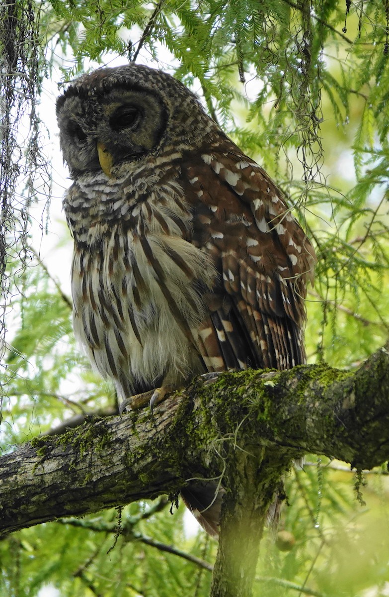 Barred Owl - ML482610271