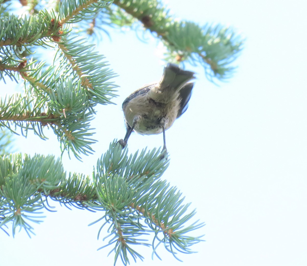 Black-capped/Mountain Chickadee - ML482611251