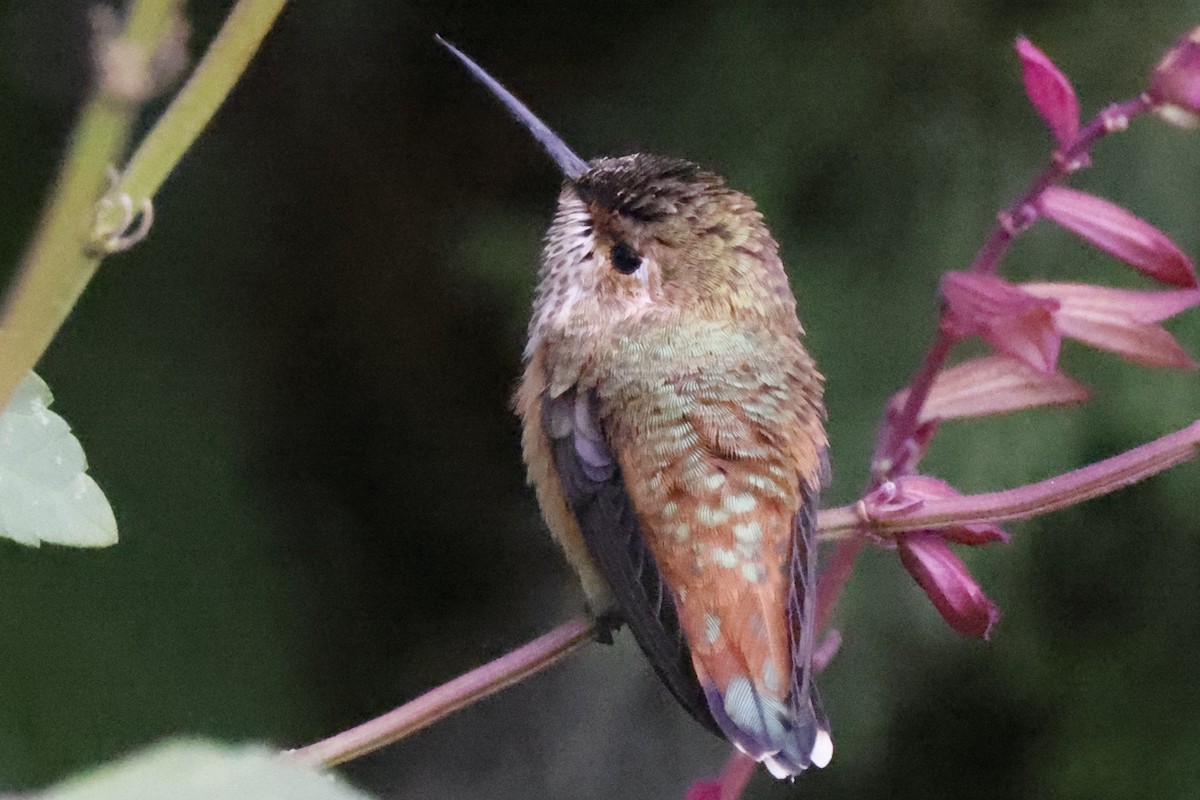 Rufous Hummingbird - ML482611471
