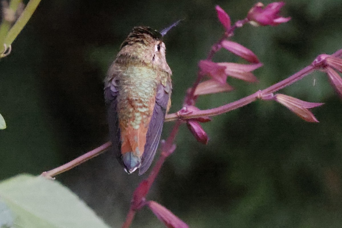 Rufous Hummingbird - ML482611491