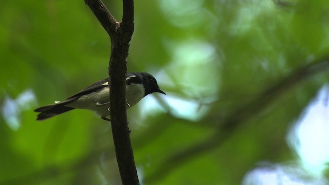 Black-throated Blue Warbler - ML482612