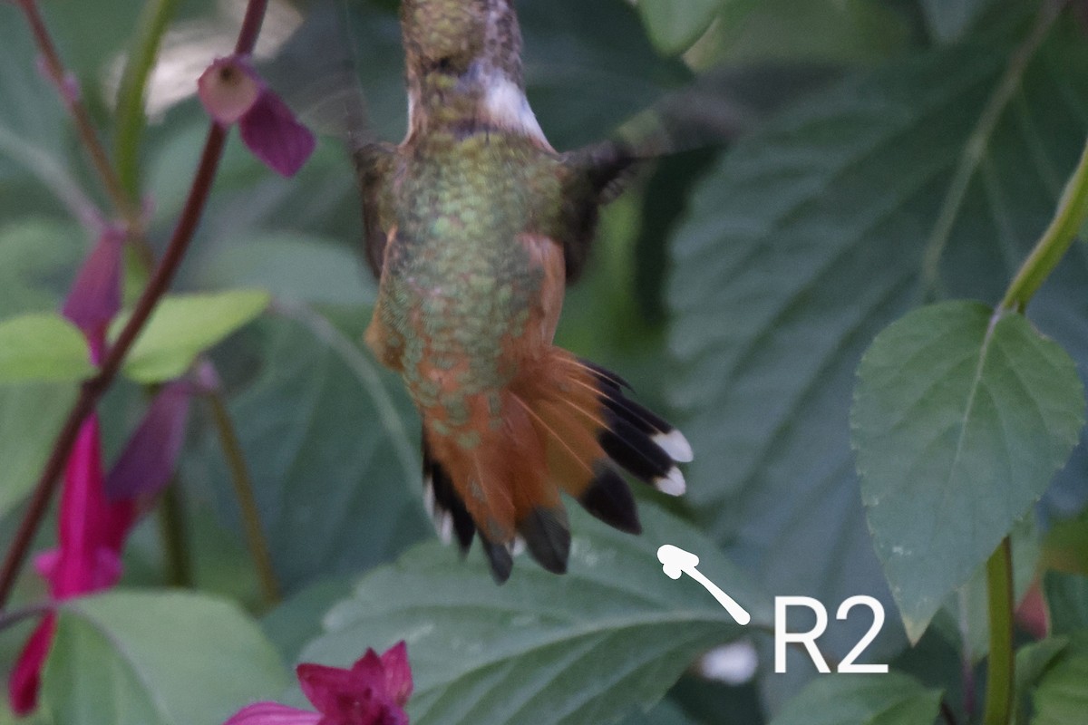 Rufous Hummingbird - ML482612191