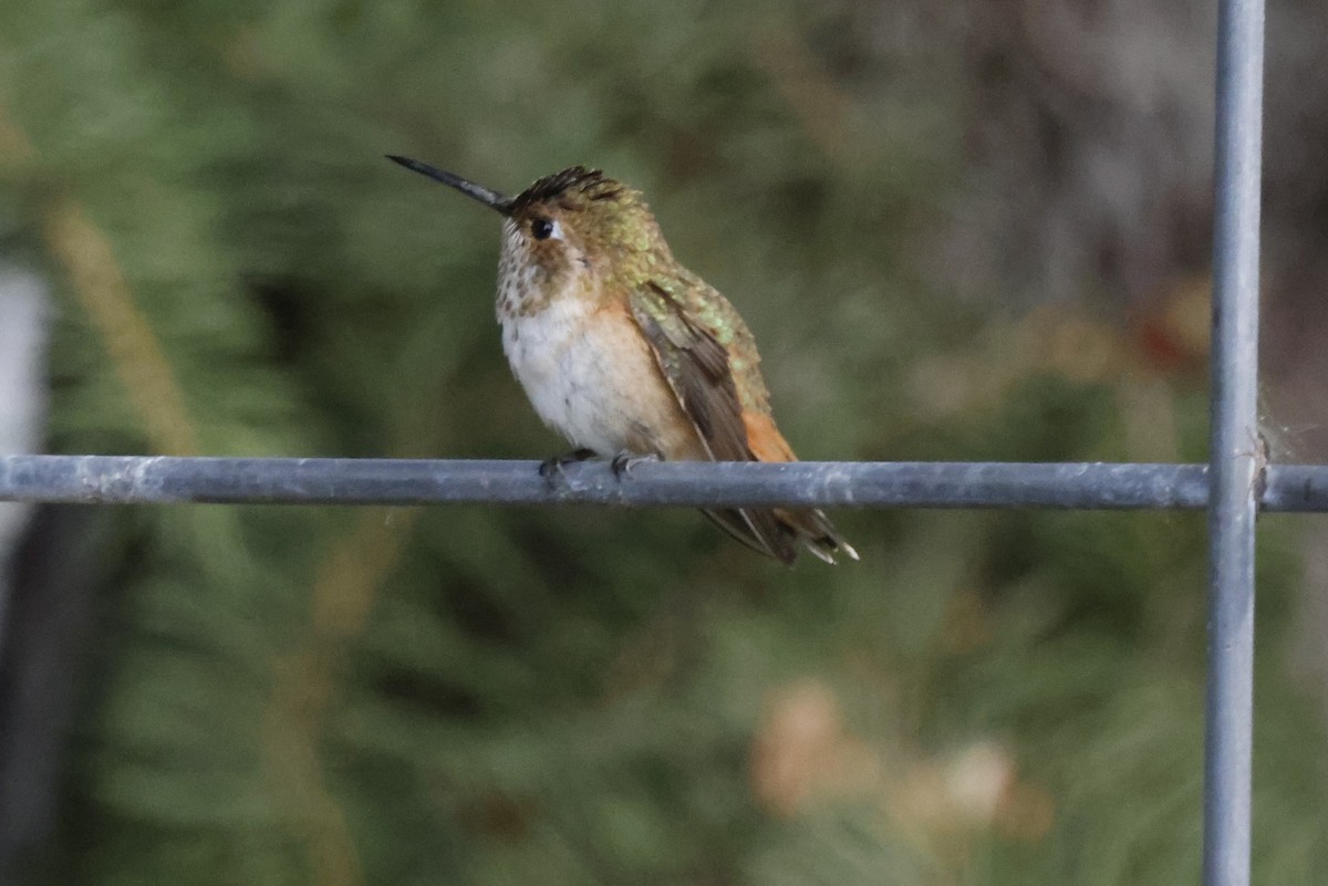 Rufous Hummingbird - ML482612411