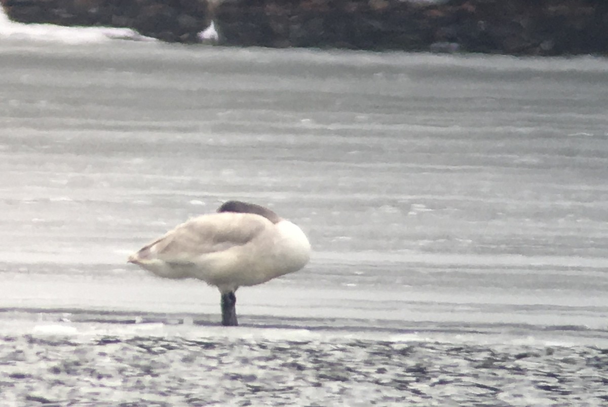 cygne sp. - ML48261281