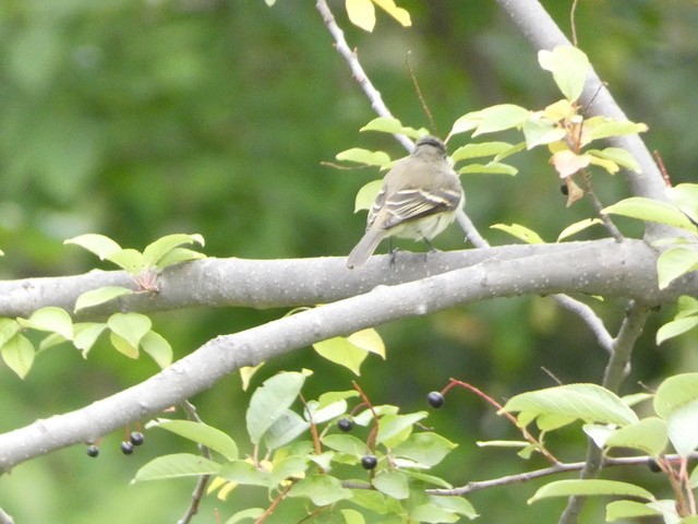 tanımsız Empidonax sp. - ML482613781