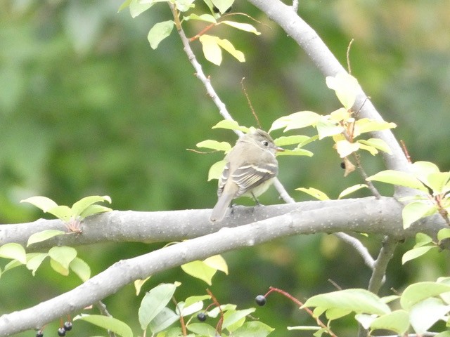 Empidonax sp. - Annie Finch