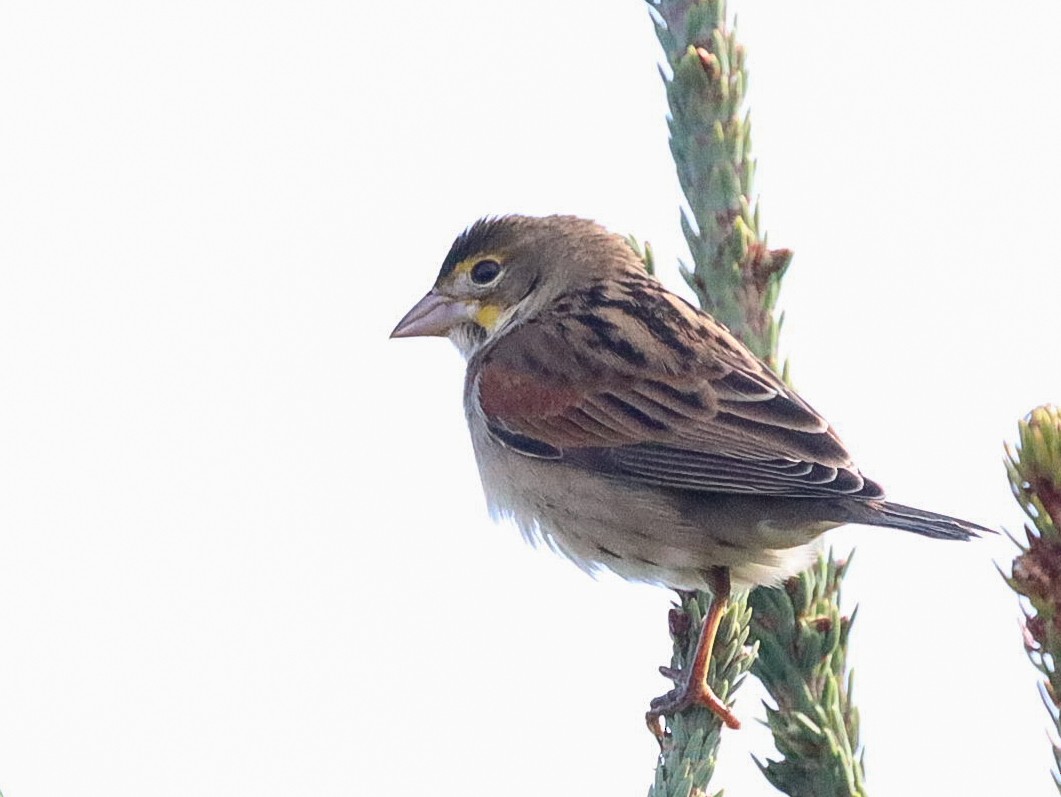 Dickcissel - ML482614411