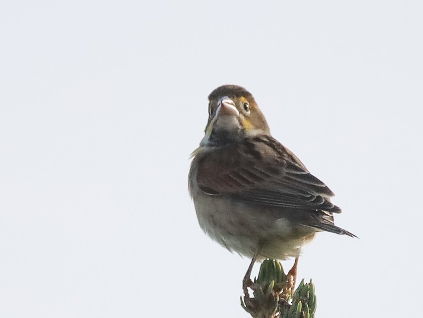 Dickcissel - ML482614421