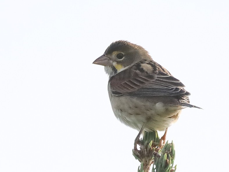 Dickcissel - ML482614431