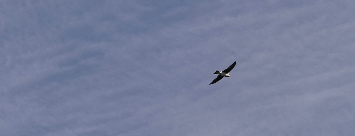 Purple Martin - ML482614471