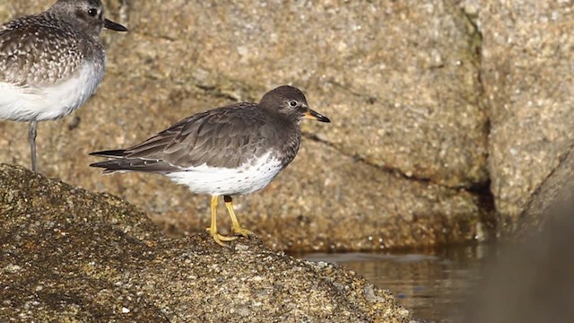 Surfbird - ML482616