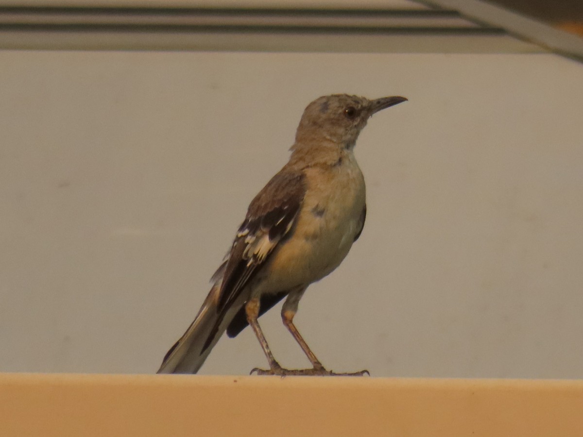 Northern Mockingbird - ML482616911