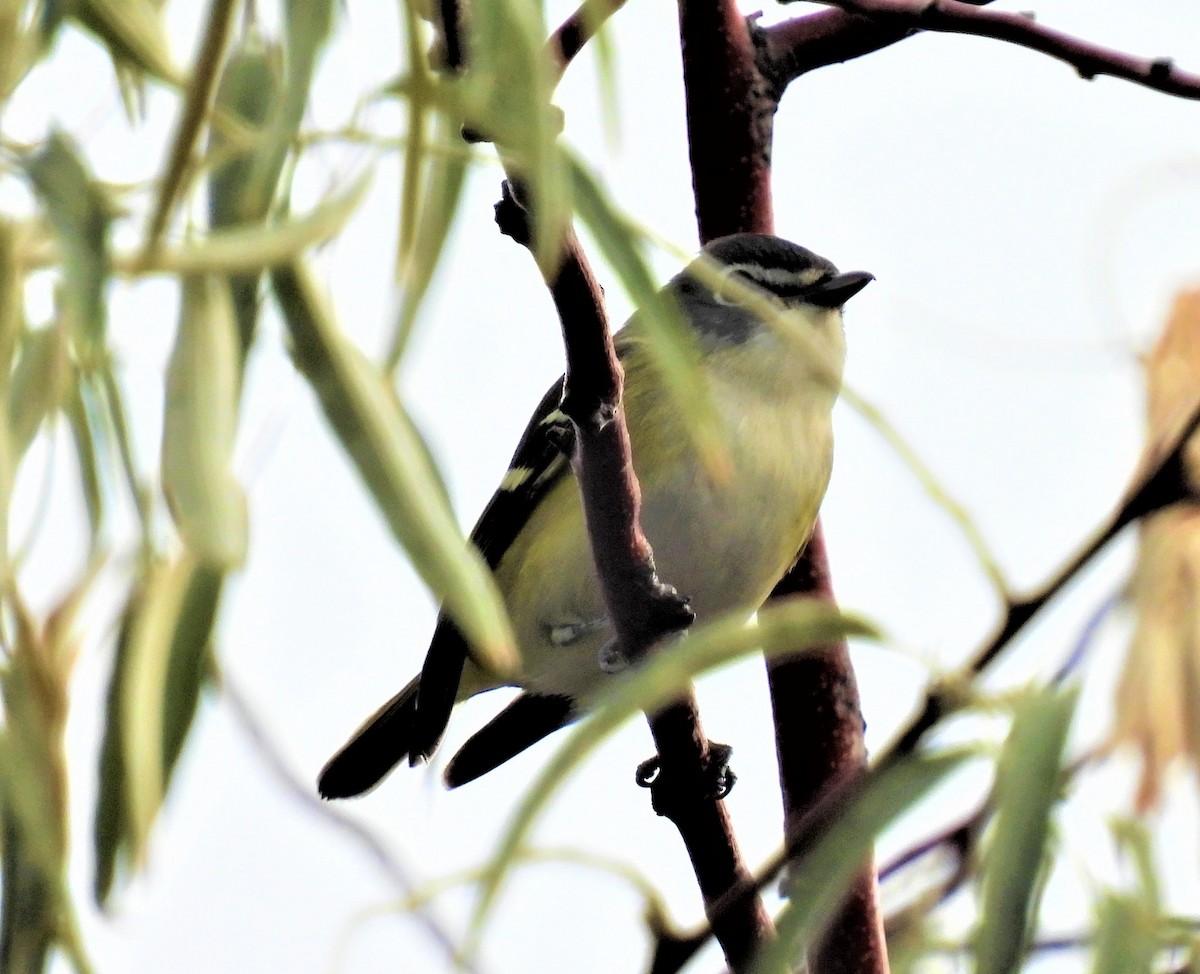 Mavi Başlı Vireo - ML482616941