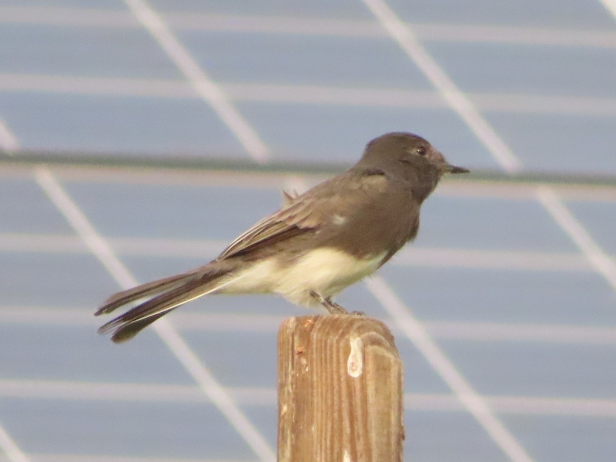 Black Phoebe - ML482616971