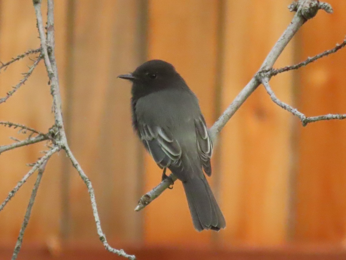 Black Phoebe - ML482616981