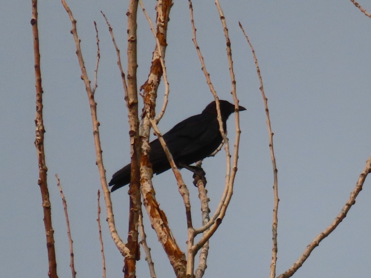 American Crow - ML482617031