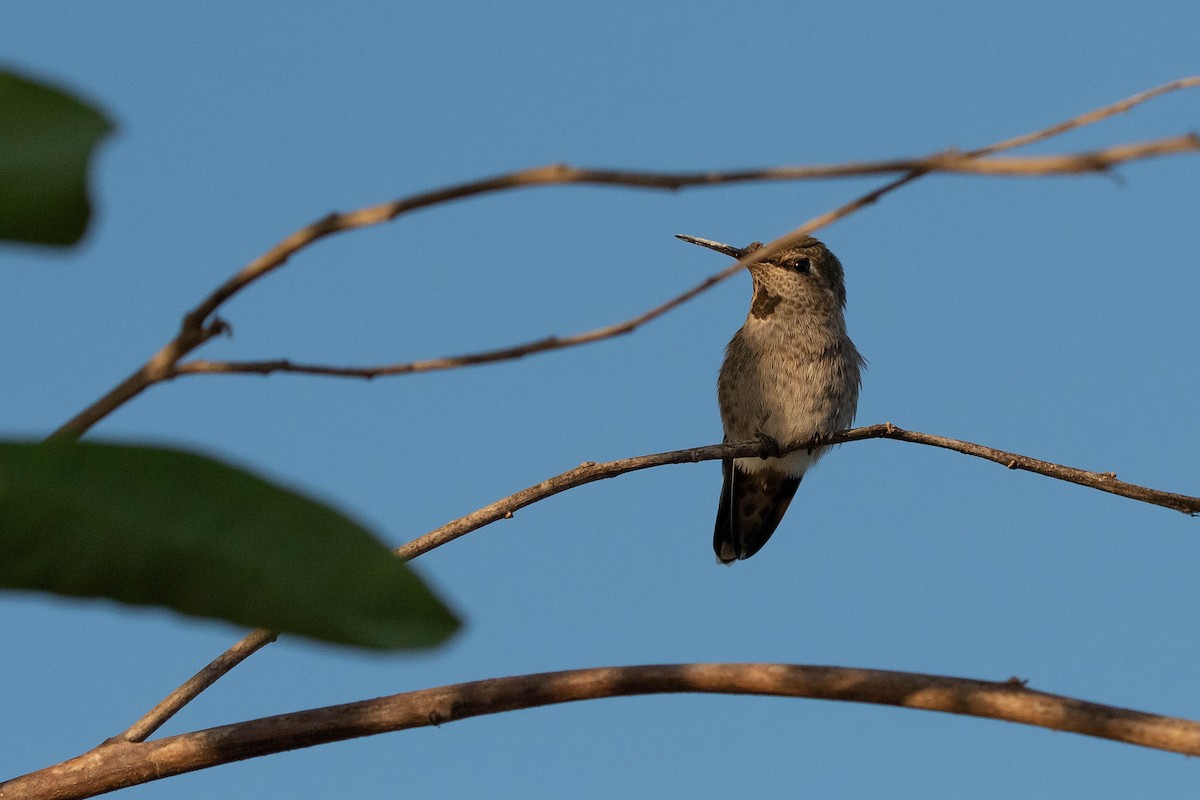 Anna's Hummingbird - ML482617611