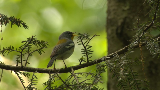 Kuzeyli Parula - ML482618