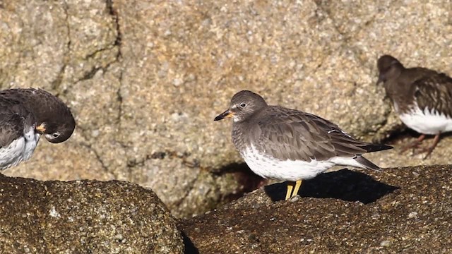 Surfbird - ML482619