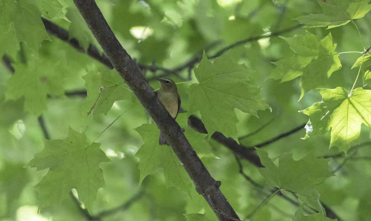 Black-throated Blue Warbler - ML482619071