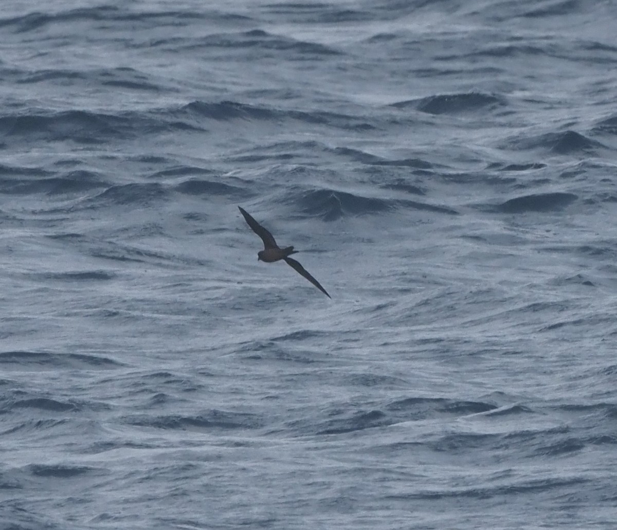 Black Storm-Petrel - Bob Foehring