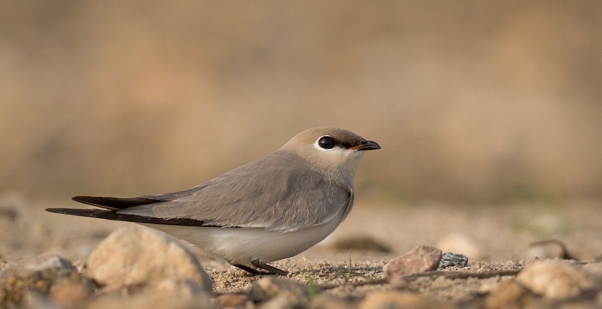 Small Pratincole - ML48262071