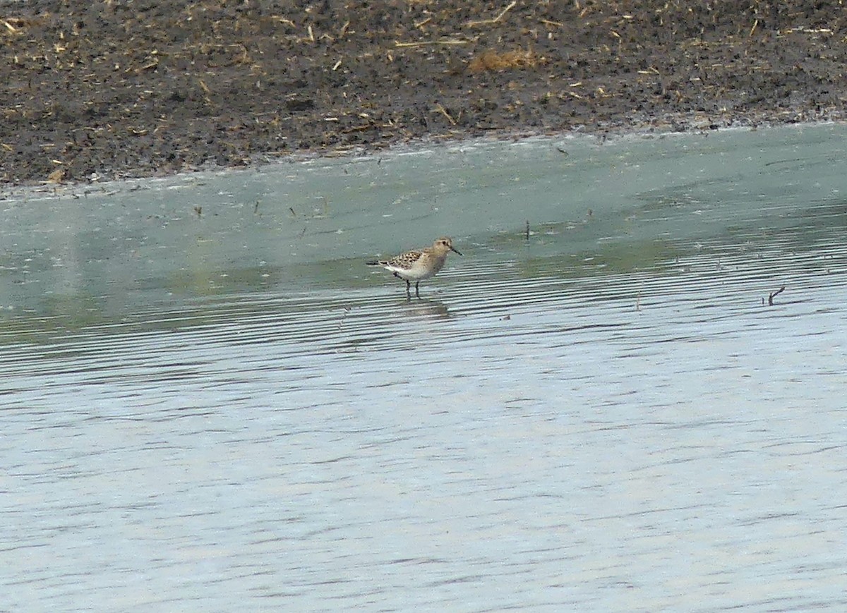 Baird's Sandpiper - ML482620821