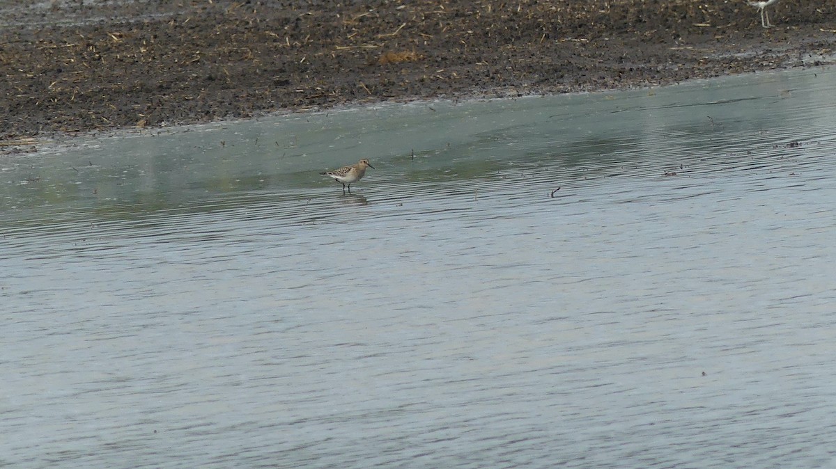 Baird's Sandpiper - ML482620861