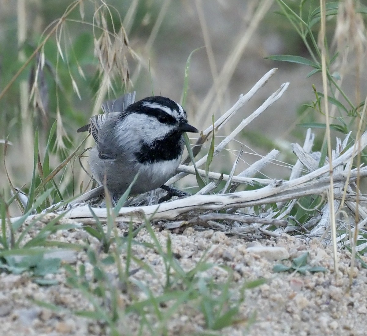 Mountain Chickadee - ML482620941