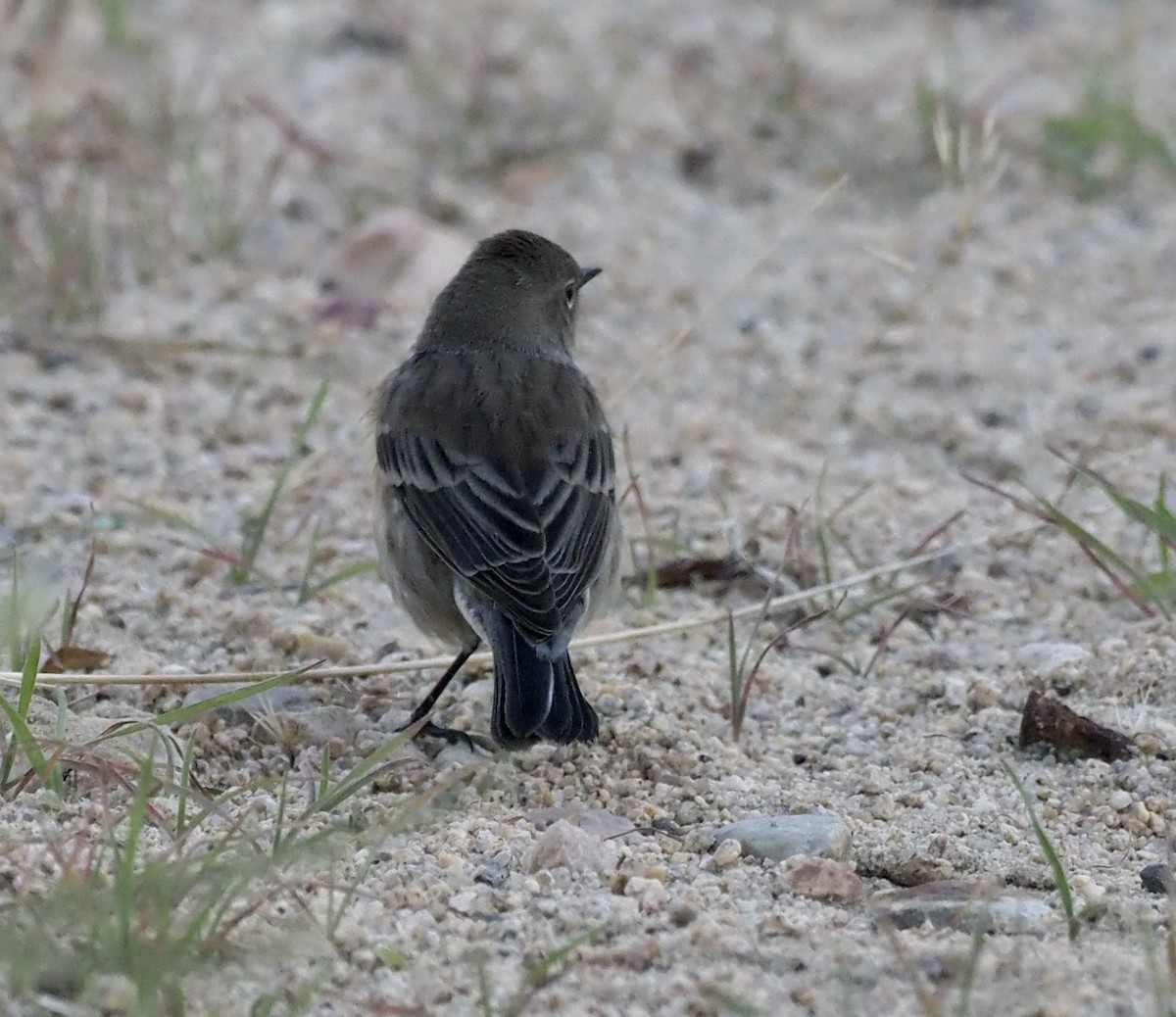 Yellow-rumped Warbler - ML482621011