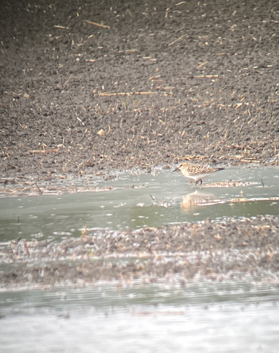 Baird's Sandpiper - ML482621021