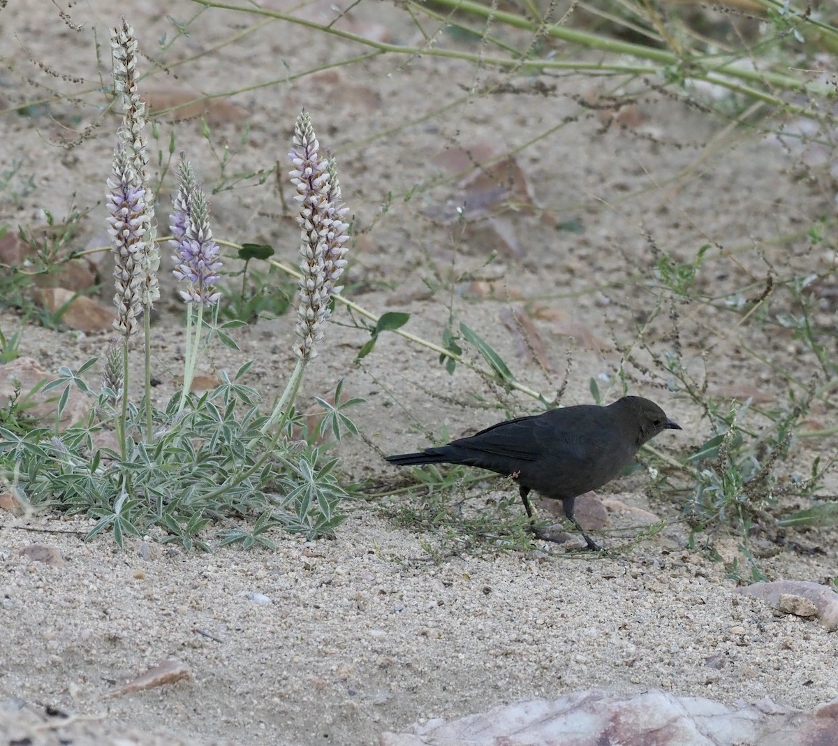 Brewer's Blackbird - ML482621051