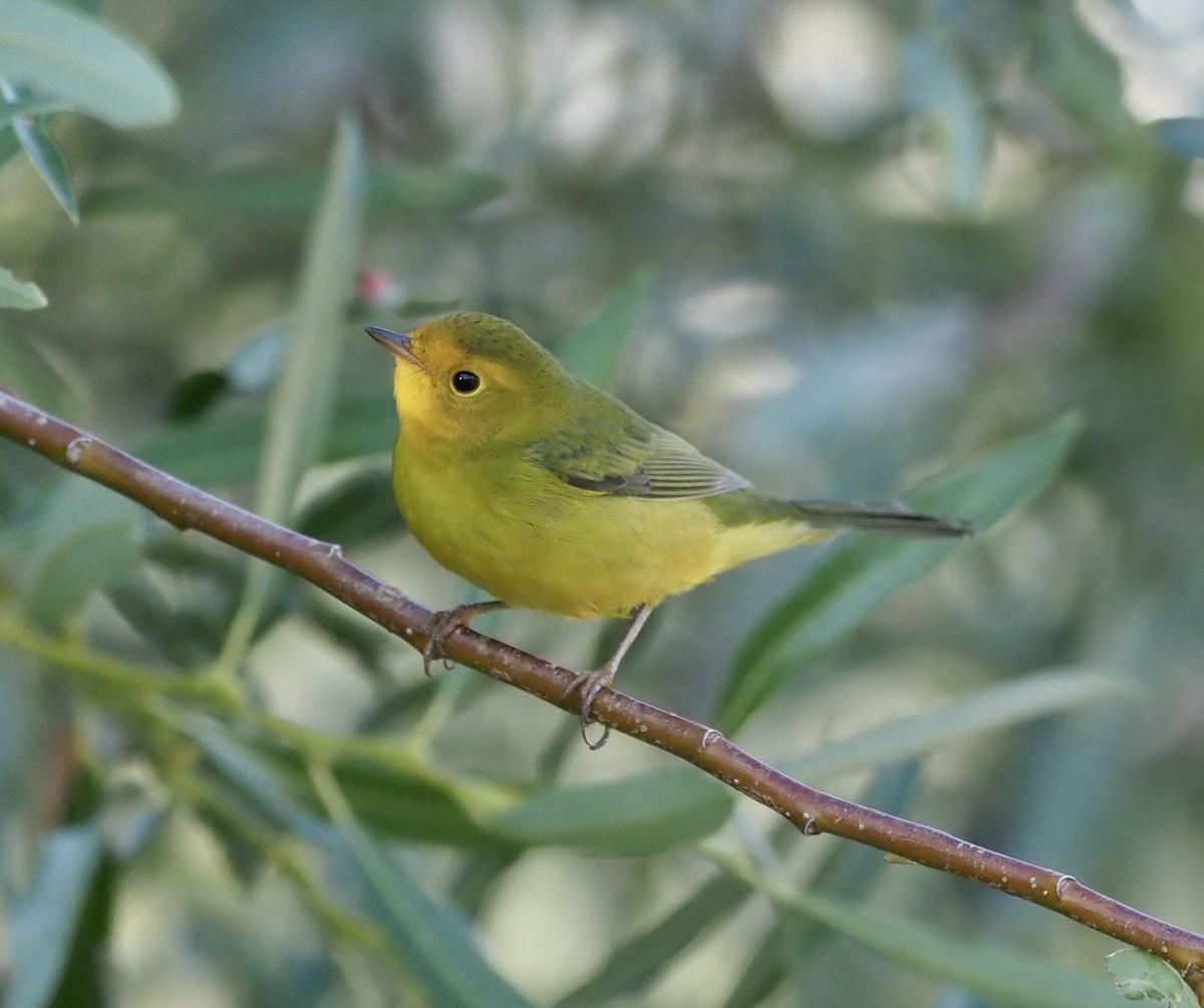 Wilson's Warbler - Bob Foehring