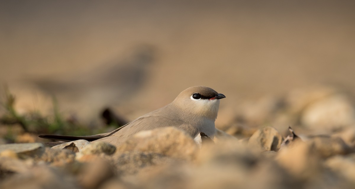 Small Pratincole - Ian Davies